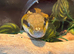 CB21 Female Tiwanese Beauty Rat Snake