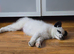 Samoyed cross female