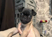 Pug female