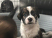 4 gorgeous mini shih tzu x jack russel