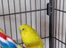 2x tame budgies plus cage and accessories