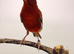 2025 very nice colour canary male