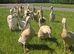 Pure Breed Female Indian Runner Ducks For Sale Lincolnshire