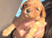 6 beautiful cavapoo puppies