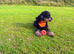 Cockapoo X Toy poodle puppies Red