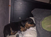 Male rottweiler