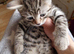 Nice kitten