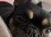 French bull dog for stud