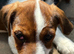 Jack Russell&rsquo;s