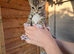 Gorgeous Tabby Kitten