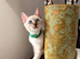 TICA Registered Bengal snow 5 Generation Pedigree