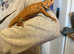 Bearded dragon