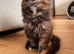 Maine coon x BSH kitten last girl ready now