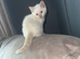 Flame point Siamese male