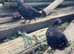 Marsbar pullets