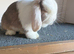 Mini lop Doe