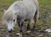 Registered Shetland mare