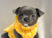 Chihuahua gorgeous tiny blue boy left