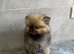 Beautiful teddy bear Pomeranian puppy'