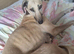 Rehoming