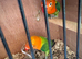 2 young baby love birds