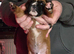 Kc boxers puppies for sale i male left