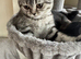 British Shorthair kitten