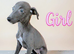 Beautiful blue whippet puppies