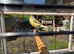 Canaries