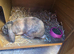 Male mini lop with male guinea pig