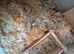Baby mice