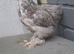 6 young bantam chickens