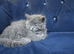 British longhair kittens