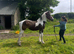 Stunning sec D x traditional filly