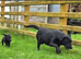 Beautiful female Labrador