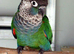 Silly tame pearly conure baby available