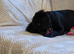 Australian Labradoodle Puppies