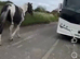 14.2h 4yr old mare