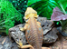 Adult Male Orange Citrus Blue Bar Proven Breeder Bearded Dragon