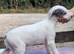 Well bred beautiful lurcher puppies