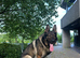 GSD working line for stud