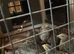 11 quails