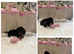 Tiny longhaired dachshunds ready now !!