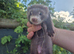 Adorable and well handled baby ferrets