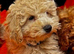 STUNNING GENTLE CREAM MINIATURE POODLE BOY