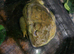 AFRICAN BULL FROG ADULT MALE