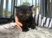 REDUCED rare black pure BHS kitten