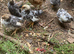 Serama chicken