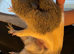 Guinea pig