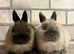 Netherland Dwarf Baby Girls